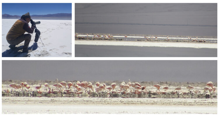 Flamencos en Salar de Maricunga