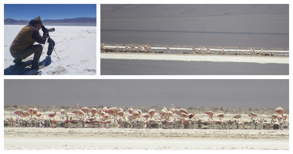 Flamencos en Salar de Maricunga