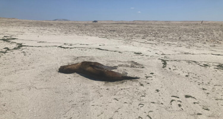 Detectan segundo caso de influenza aviar en lobo marino en Chile