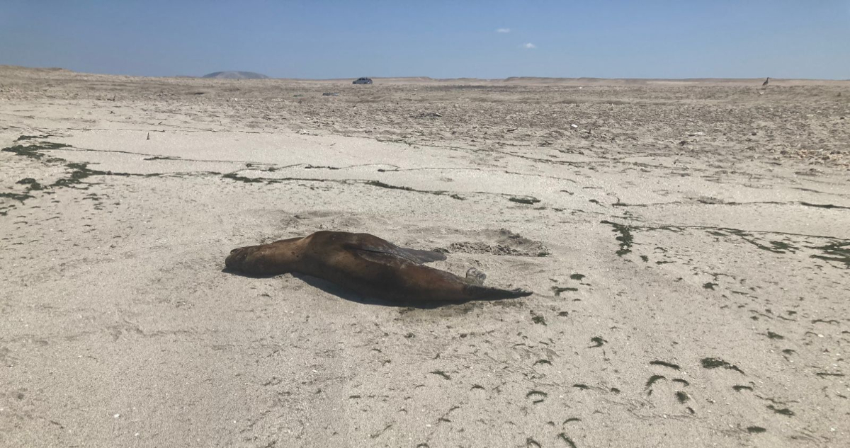 Detectan segundo caso de influenza aviar en lobo marino en Chile