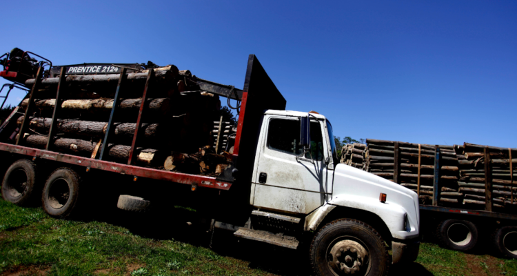 detenidos robo de madera