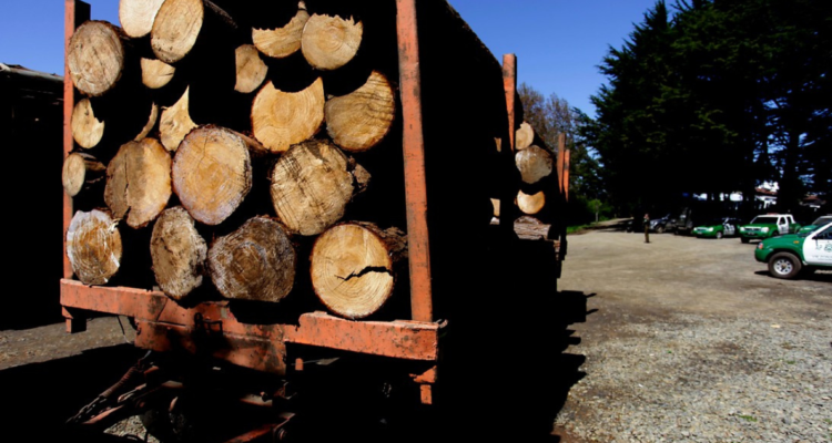 Detienen a conductor por robo de madra en Curanilahue