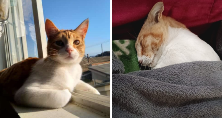 Mujer denuncia que su gato fue violado en Cartagena.