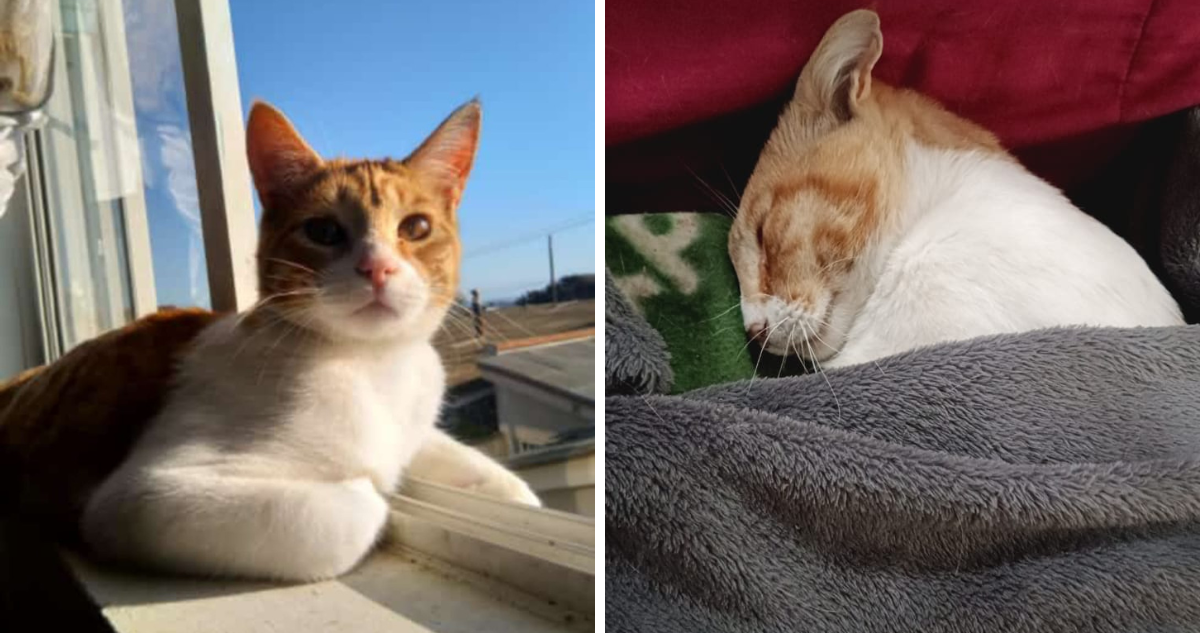 Mujer denuncia que su gato fue violado en Cartagena.