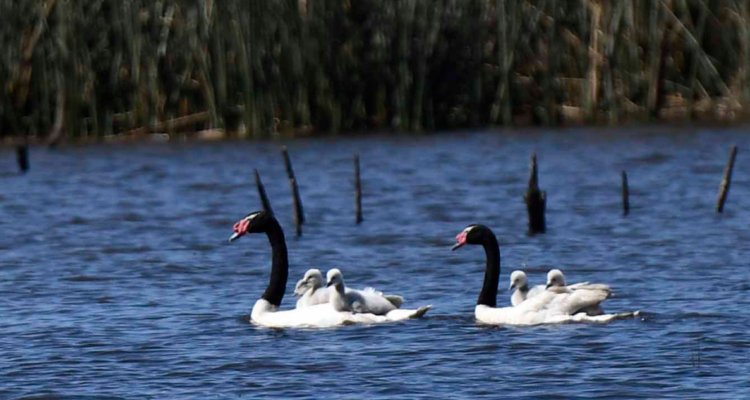 Más de 130 cisnes fueron retirados del santuario de la naturaleza de Valdivia a causa de la influenza aviar.