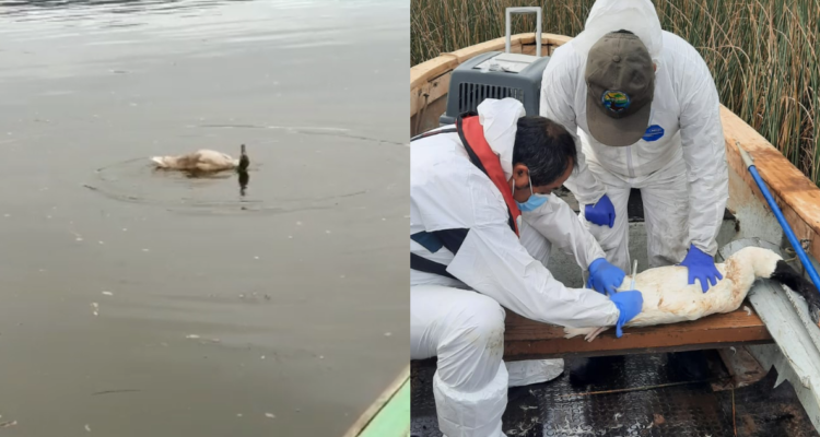 Cisnes de Santuario de la Naturaleza de Valdivia, presentaron síntomas de gripe aviar