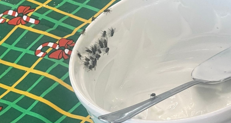 Plaga de moscas afecta a vecinos de Los Ángeles