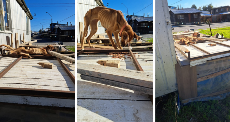 Denuncian grave caso de maltrato animal en Puerto Montt