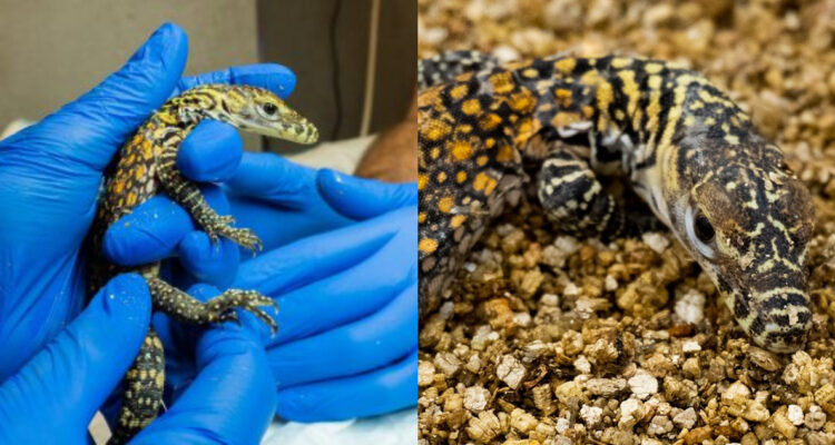 Nacen 5 nuevos dragones de Komodo en España