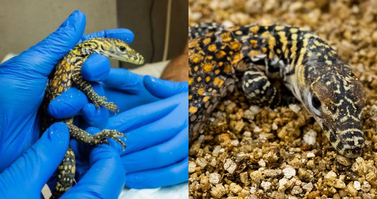 Nacen 5 nuevos dragones de Komodo en España