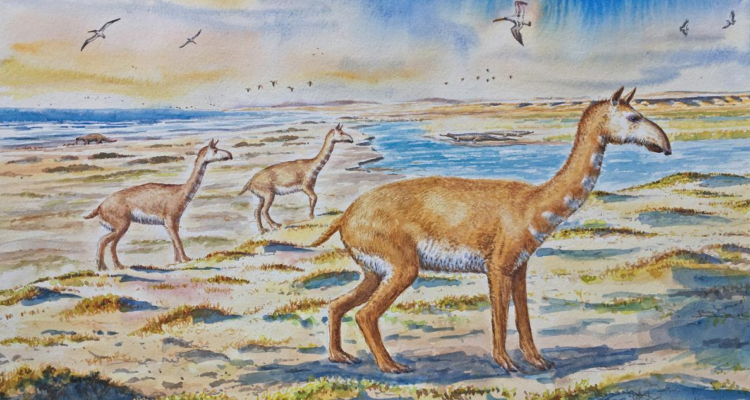 Una ilustración de la especie similar a un guanaco, descubierta en Chile.