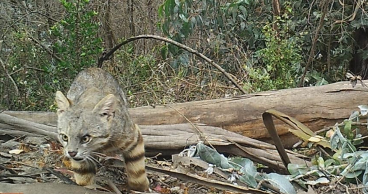 Gato colocolo en Reserva Peñuelas