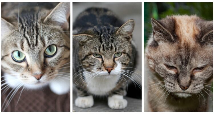 Tres gatos, con distintas expresiones faciales, algunos aparentando dolor.