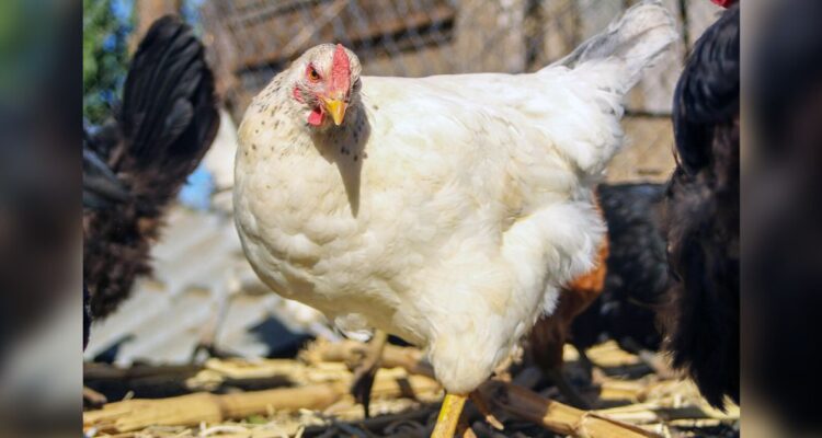 SAG tilda caso de Gripe Aviar en Agrosuper como evento acotado y espera contener pronto la situación