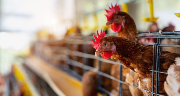 Cuáles son los síntomas de la gripe o influencia aviar H5N1 y cómo se contagia en humanos