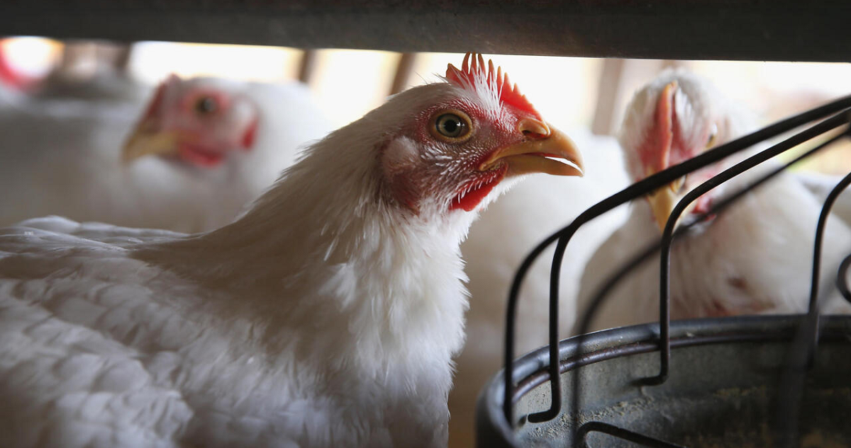 El contacto con aves de corral es el principal vector de contagio de la gripe aviar.