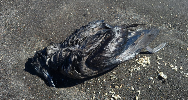 Cierran todo el borde costero de San Pedro de la Paz por sospecha de gripe aviar: hay aves muertas