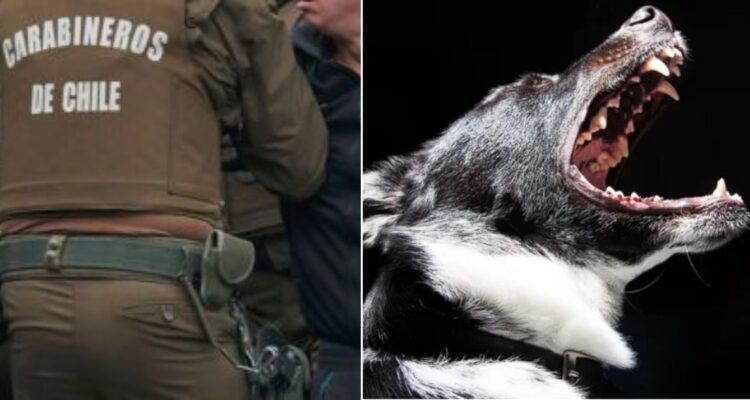 Hombre atacó a carabineros con machete y perro pitbull en Puyehue