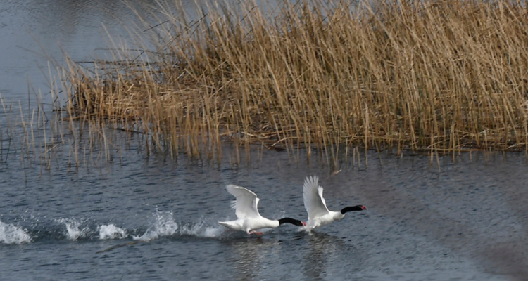 humedales rurales Panguipulli