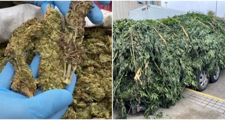 MARIHUANA INCAUTADA EN REGIÓN DE COQUIMBO