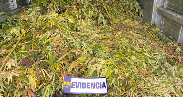 Millonaria incautación de marihuana en región de Coquimbo