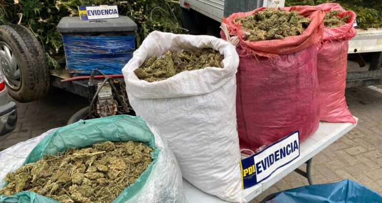 Incautación de marihuana en la región de Coquimbo
