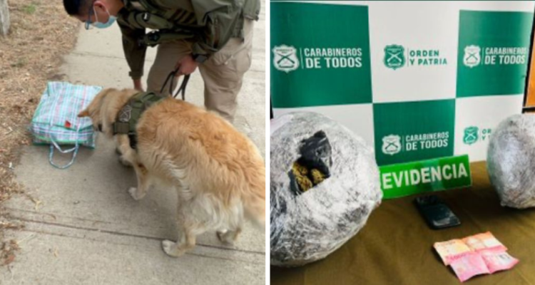 Incautan droga en Valdivia