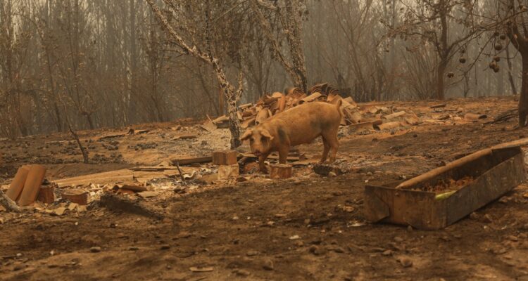 Incendios forestales durante el verano afectaron a agricultores del país