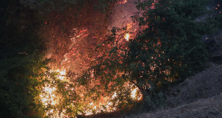 Incendios en la zona sur provocaron la pérdida del 11% del patrimonio forestal productivo del país