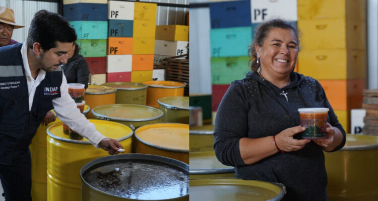 Seguro apícola de Indap reparte $225 millones en indemnizaciones a apicultores afectados por sequía