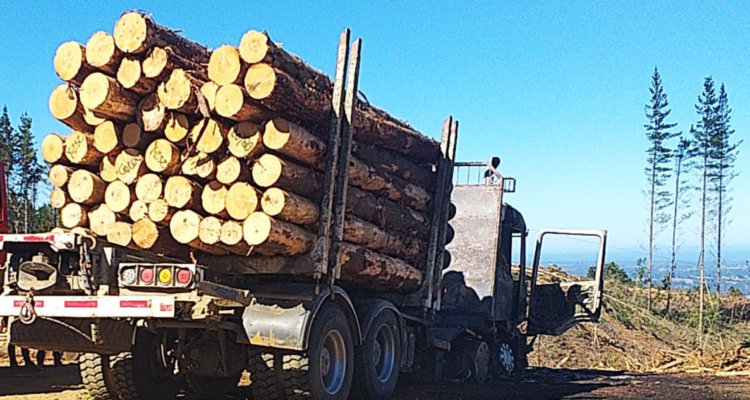 Caso Innovaciones Forestales: fiscal descarta más formalizaciones por megafraude de $5.000 millones