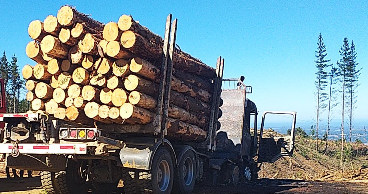 Caso Innovaciones Forestales: fiscal descarta más formalizaciones por megafraude de $5.000 millones