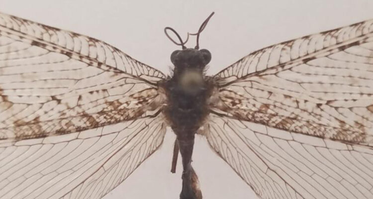 Encuentran insecto gigante de la era Jurásica