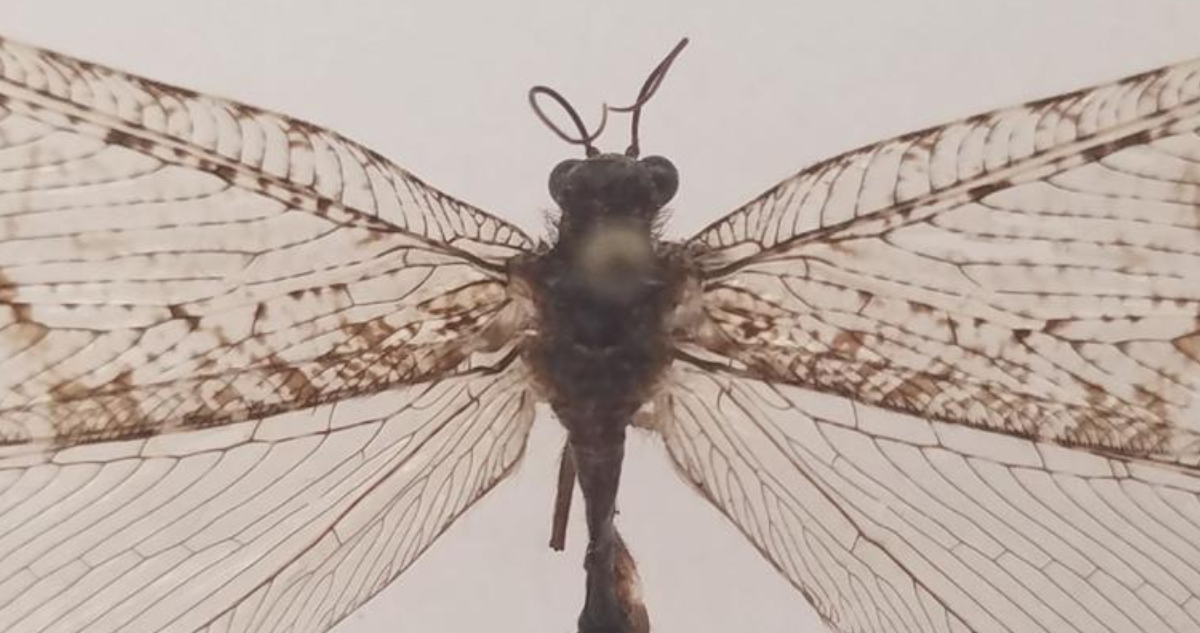 Encuentran insecto gigante de la era Jurásica