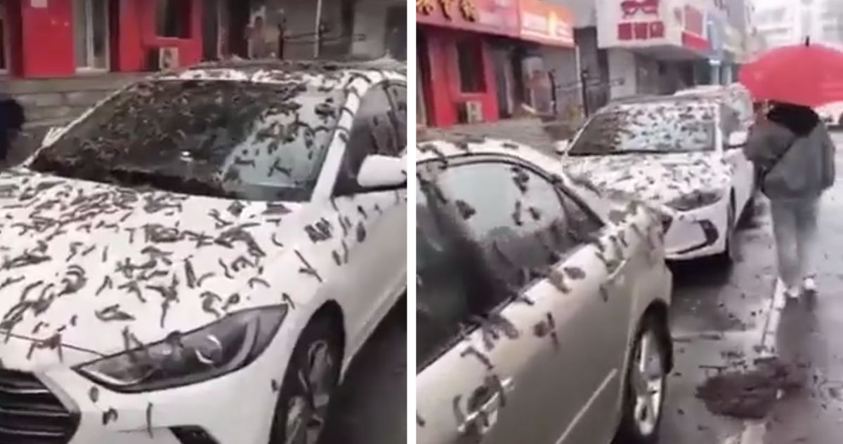 La supuesta lluvia de gusanos en China