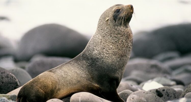 Sernapesca confirma primer caso de gripe aviar en Valparaíso: lo padece un lobo marino