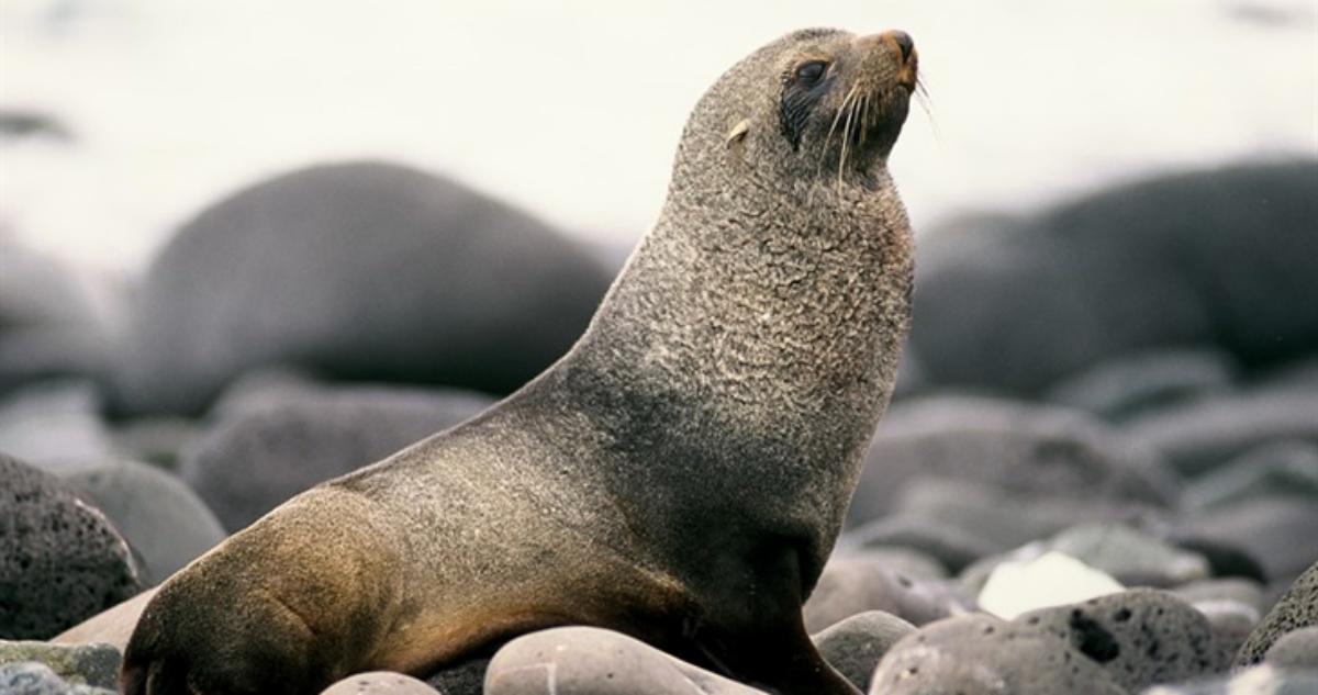Sernapesca confirma primer caso de gripe aviar en Valparaíso: lo padece un lobo marino