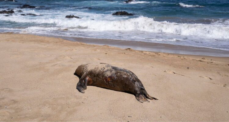 1.535 lobos marinos y 730 pingüinos muertos por gripe aviar en Chile