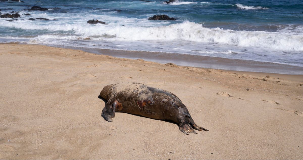 1.535 lobos marinos y 730 pingüinos muertos por gripe aviar en Chile