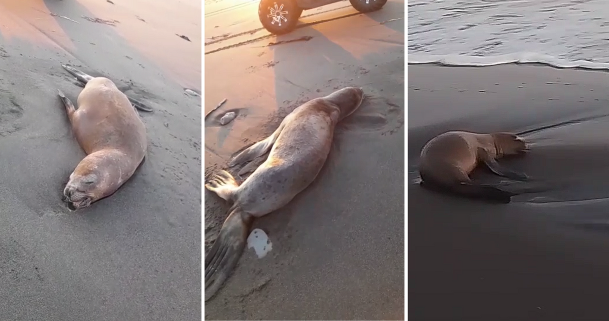 Sernapesca confirma más de 70 lobos marinos muertos en Isla Santa María: no  descartan influenza aviar | Nacional | BioBioChile