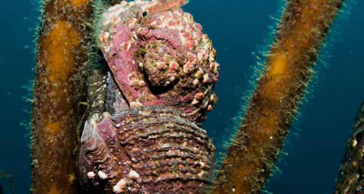 El loco chileno, ganador del molusco del año.