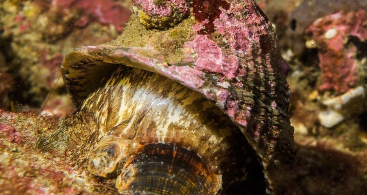 Una fotografía de un loco chileno.