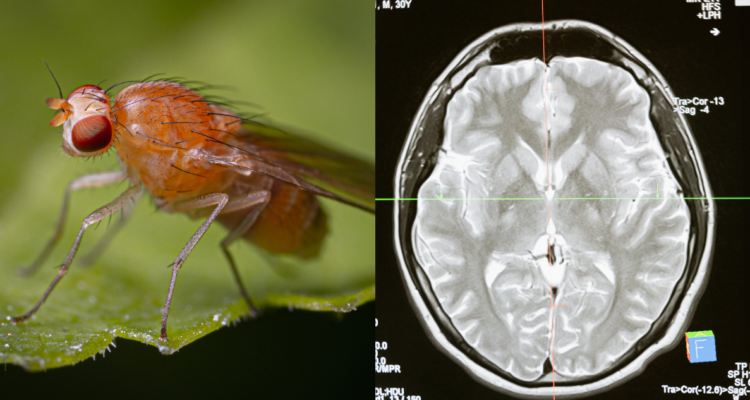 Mosca de la fruta (izquierda) y un escaner cerebral (derecha) en referencia al primer mapa cerebral