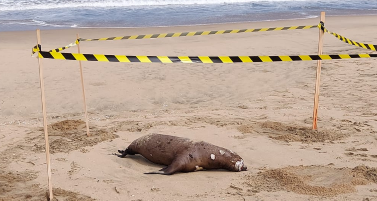 Lobo muerto en reñaca