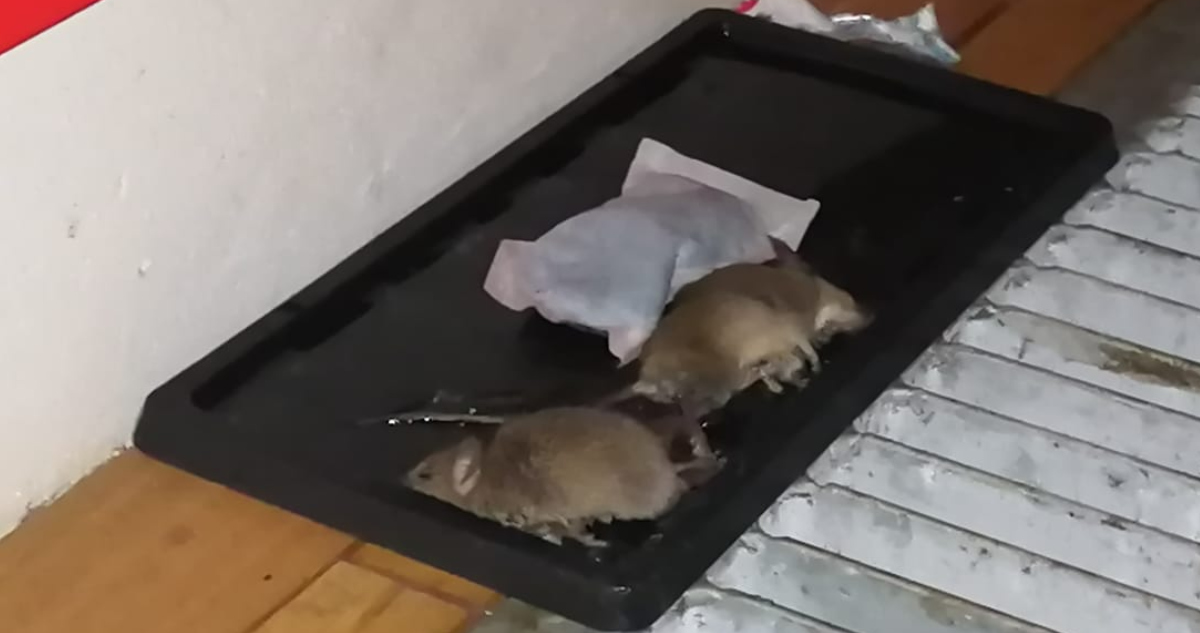 Muerte de ratones en escuela