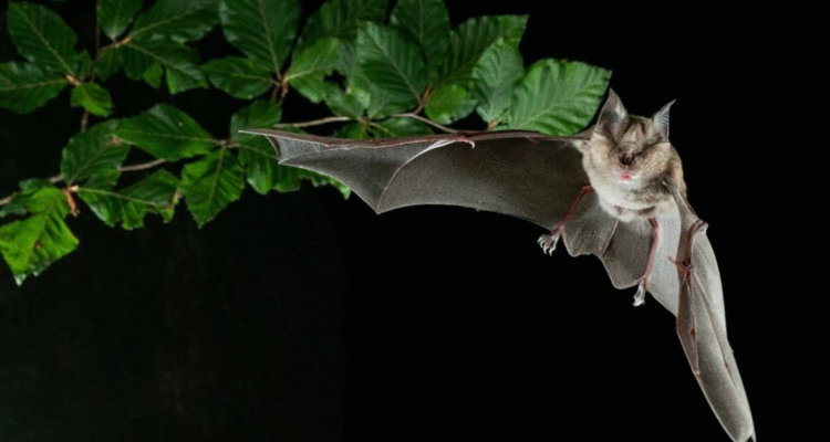 Cómo los murciélagos conviven con los virus.