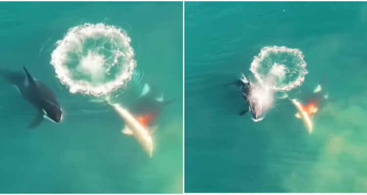 Pareja de orcas asesinas se comió a 17 tiburones