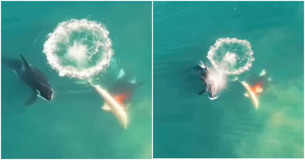 Pareja de orcas asesinas se comió a 17 tiburones