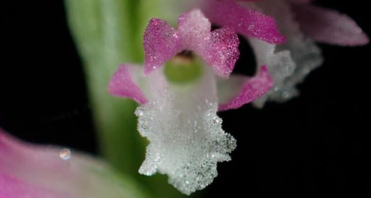 La orquídea ‘spiranthes hachijoensis’.