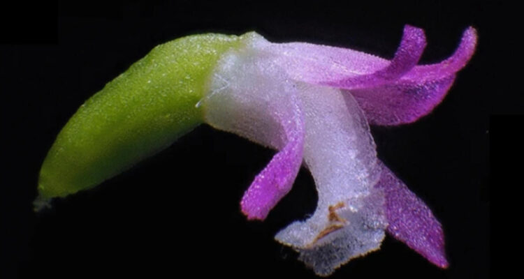 La orquídea 'spiranthes hachijoensis'.